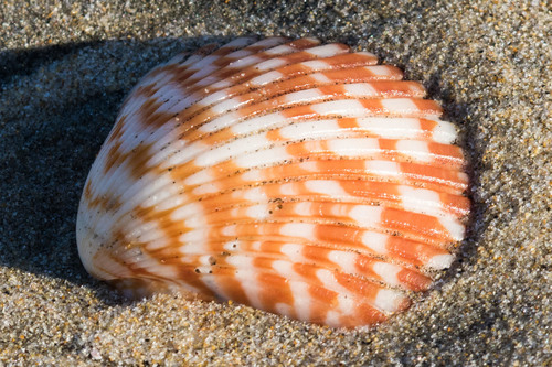 Pacific Calico Scallop