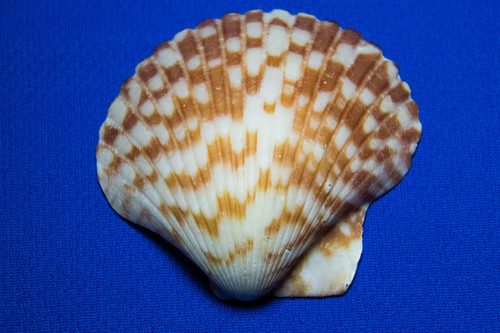 Pacific Calico Scallop