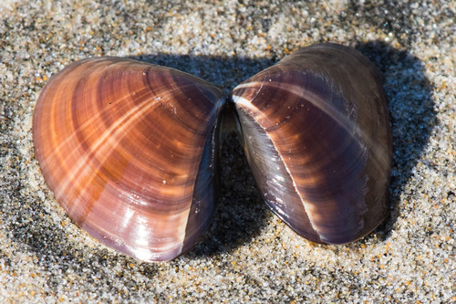 Pismo Clam