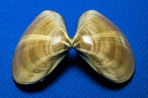 Pismo Clam