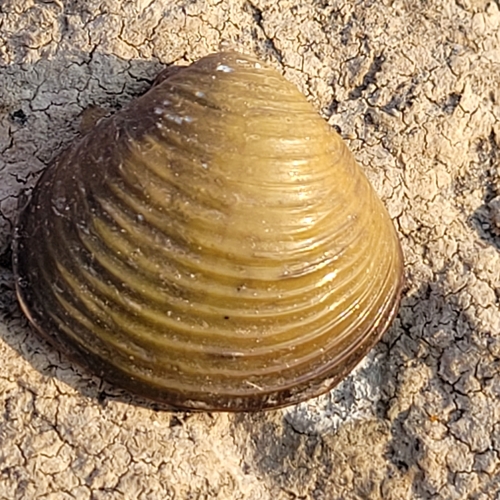 Corbicula elatior