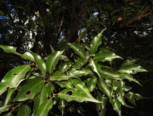 Cinnamomum philippinense (Merr.) C.E.Chang
