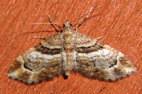 Eupithecia briseis image