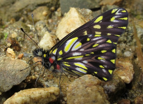 Catasticta suasa