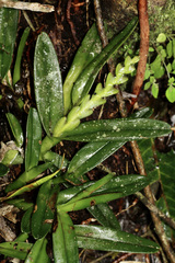 Image of Epidendrum rigidum