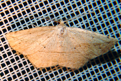 Image of Eusarca trifilaria