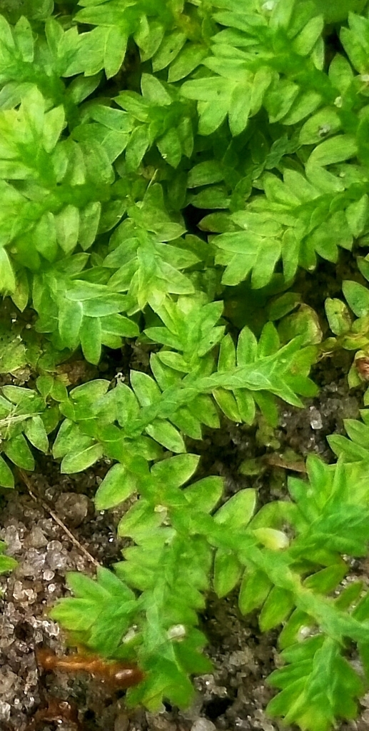 Selaginella chrysocaulos (Selaginella chrysocaulos)