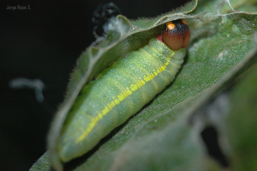 Pale Sicklewing