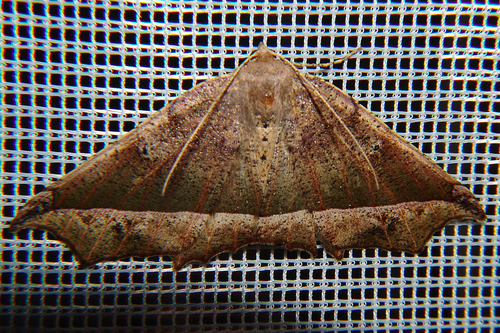 Tetracis belides