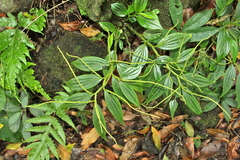 Image of Peperomia alata