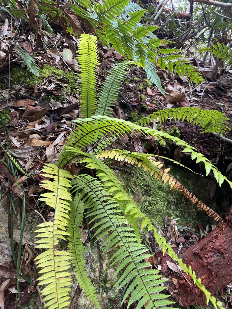 Asplenium pellucidum (Asplenium pellucidum)