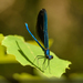 Ebony Jewelwing - Photo (c) Brian Gooding, all rights reserved, uploaded by Brian Gooding