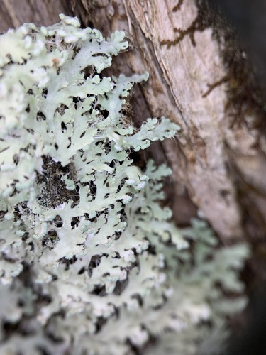 Powdered Fringe Lichen