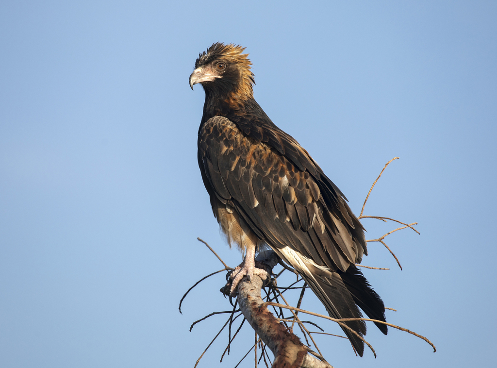 Black-breasted Kite photo