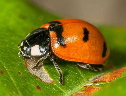 Transverse Lady Beetle