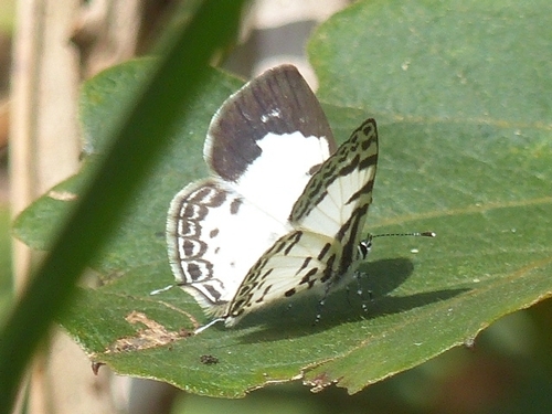 Margarita’s Pierrot