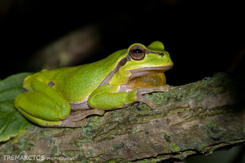 European Tree Frog