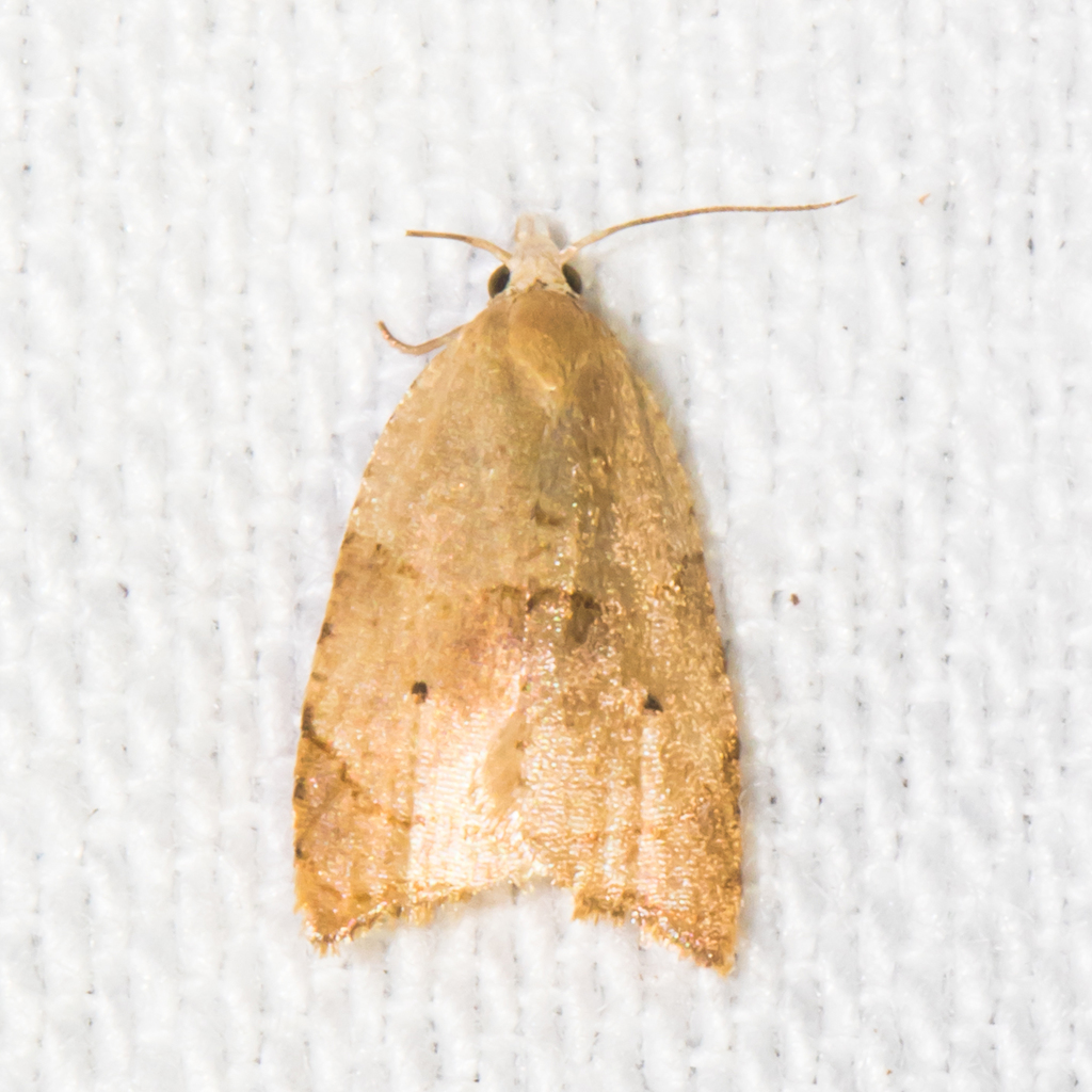 Bot Moth Batman Moth from Anne Arundel County, MD, USA on August 23, 2018 at 09: ...