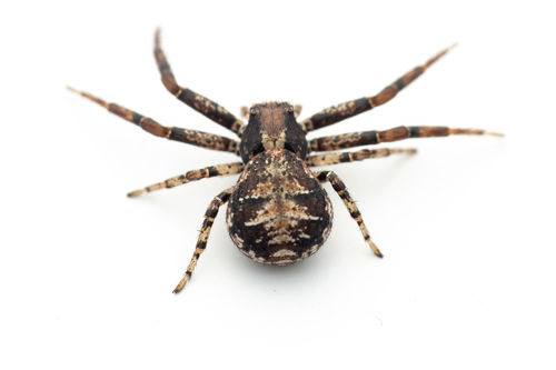 Xysticus audax