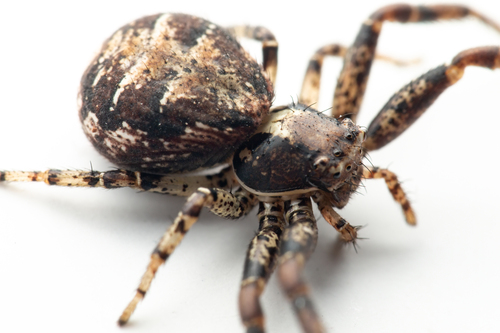 Xysticus audax