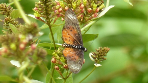Westwood's Acraea