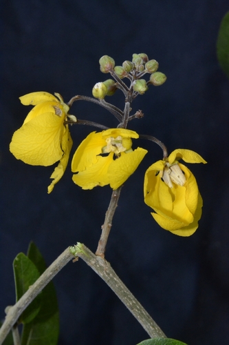 Chamaecrista ensiformis maranonica