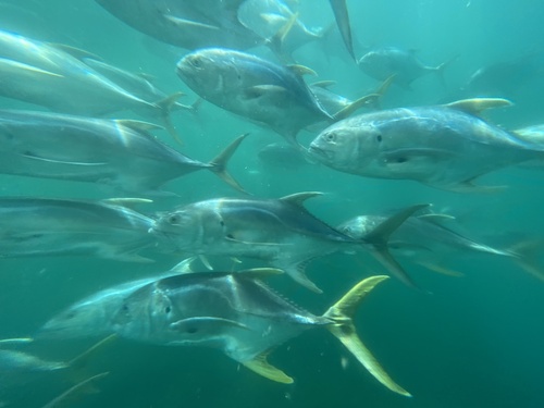 Pacific Crevalle Jack