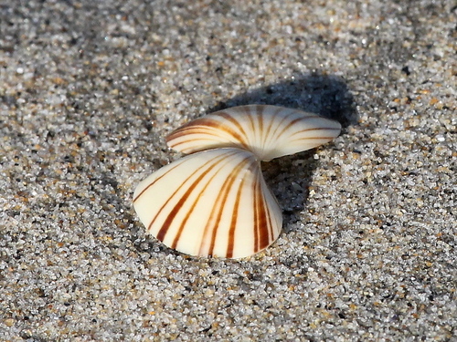 Pismo Clam