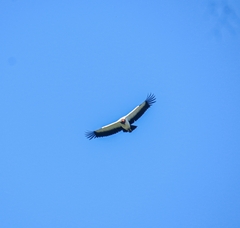 Sarcoramphus papa image