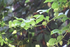 Passiflora platyloba image