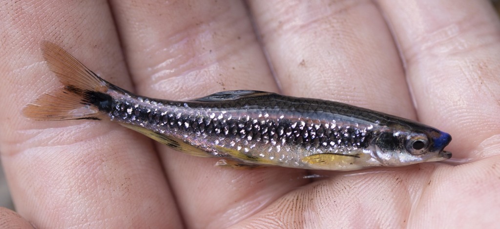 Bluenose Shiner in August 2018 by Cody Hough · iNaturalist