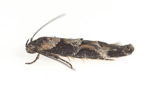 iNaturalist observation photo of Mompha