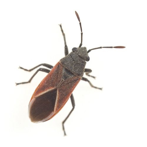 iNaturalist observation photo of Melanopleurus pyrrhopterus