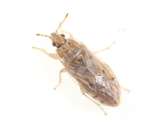 iNaturalist observation photo of Holcocranum saturejae