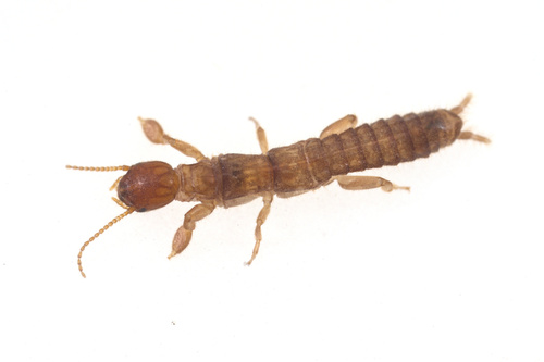 iNaturalist observation photo of Haploembia solieri