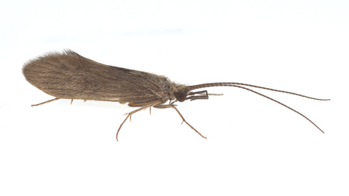 iNaturalist observation photo of Net Tube Caddisflies