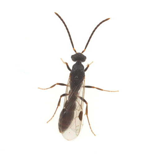 iNaturalist observation photo of Eastern Dracula Ant