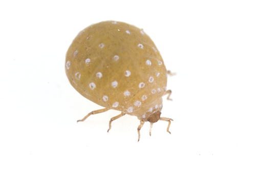 iNaturalist observation photo of Poplar Leaf-stem Gall Aphids