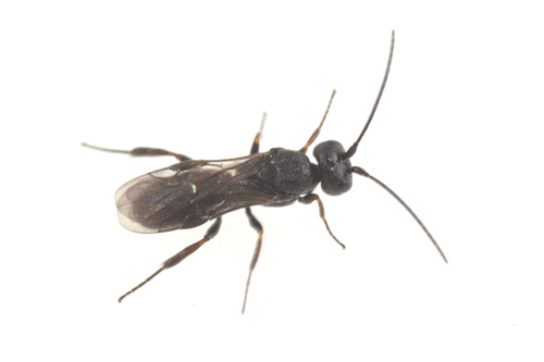 iNaturalist observation photo of Cheloninae