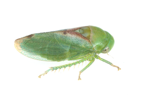 iNaturalist observation photo of Momoria bisignata