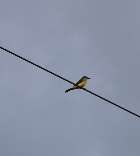 Tropical Kingbird