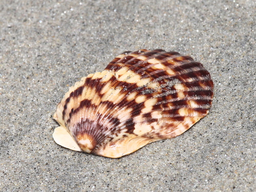 Pacific Calico Scallop