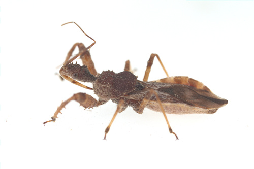 iNaturalist observation photo of Sinea rileyi