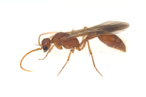 iNaturalist observation photo of Chyphotes