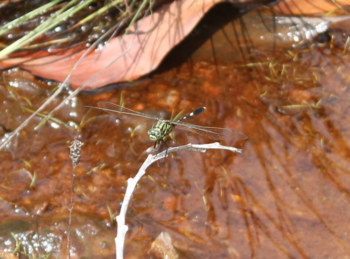 Slender Skimmer