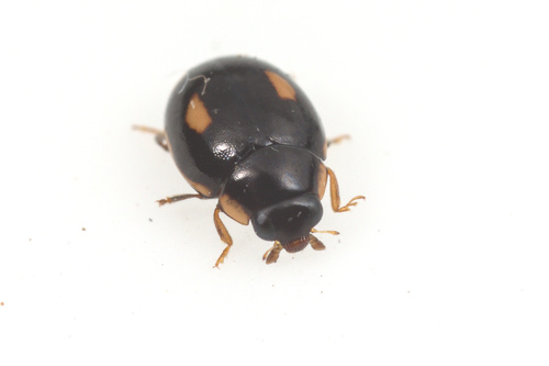 iNaturalist observation photo of Four-eyed Sigil Lady Beetle