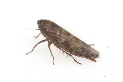 iNaturalist observation photo of Deltocephalini