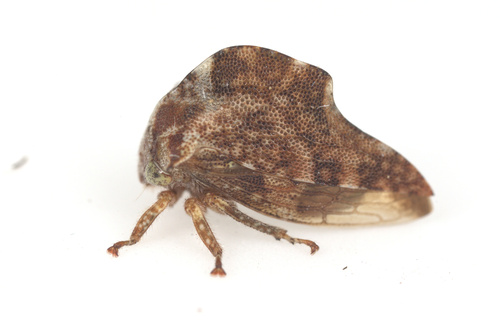 iNaturalist observation photo of Telamonanthe rileyi