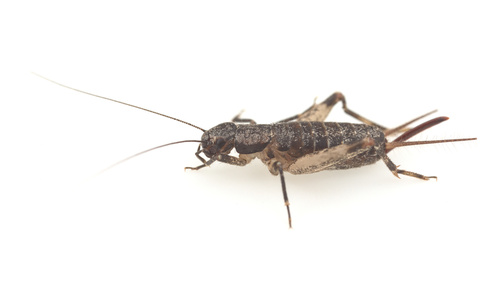 iNaturalist observation photo of Western Brush Cricket