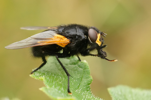 Noon Fly